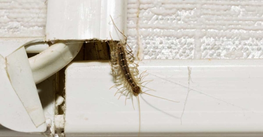 centipede crawls out of hiding
