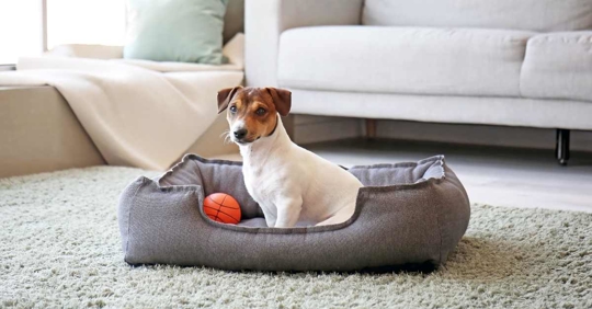 cute dog in pet bed at home
