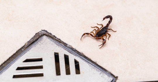 Scorpion inside the bathroom.