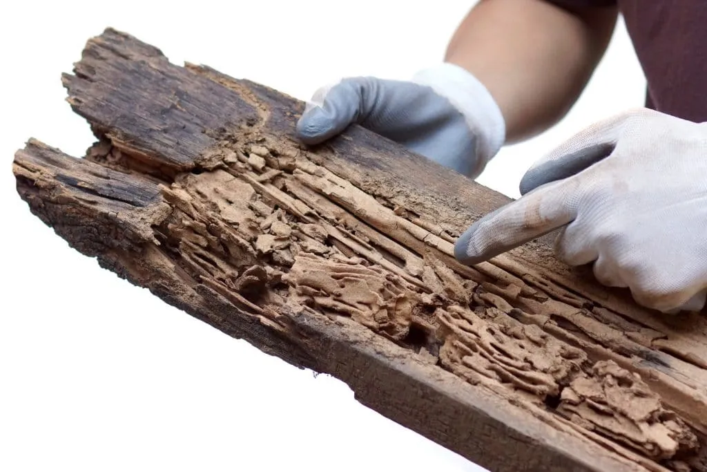 Pest Control Mesa | Why a Wood Destroying Insect Inspection Report is ...