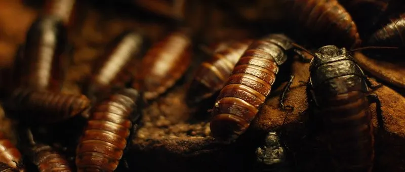 Pest Control Mesa | Crawling Dangers: Safety Risks of Cockroach ...