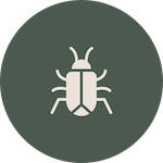 Cape Pest Control Beetles