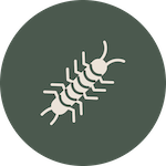 Cape Pest Control Centipedes