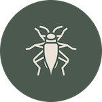 Cape Pest Control Crickets